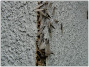How do you recognize the signs of termites?