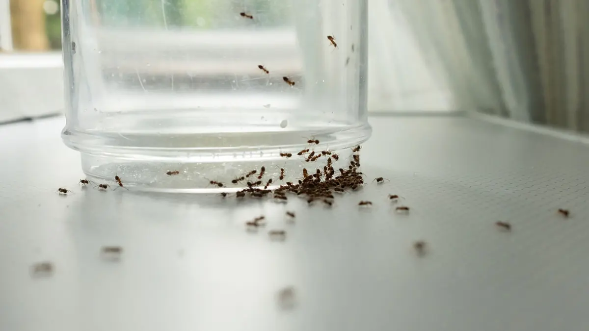 When you have a problem with ants, enlist the help of an expert