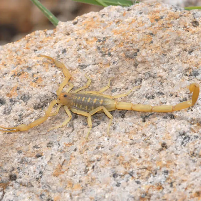 Arizona bark scorpion on a rock