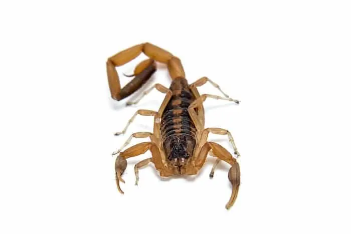 Arizona bark scorpion