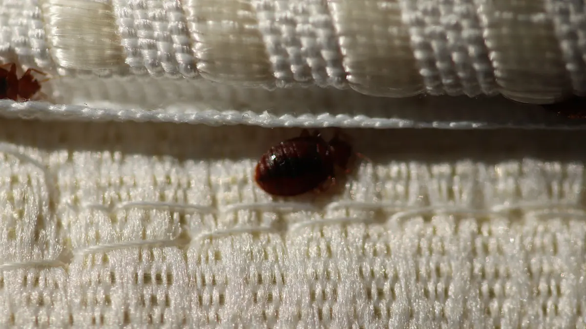How to Spot Bedbugs While Traveling and What to Do About It