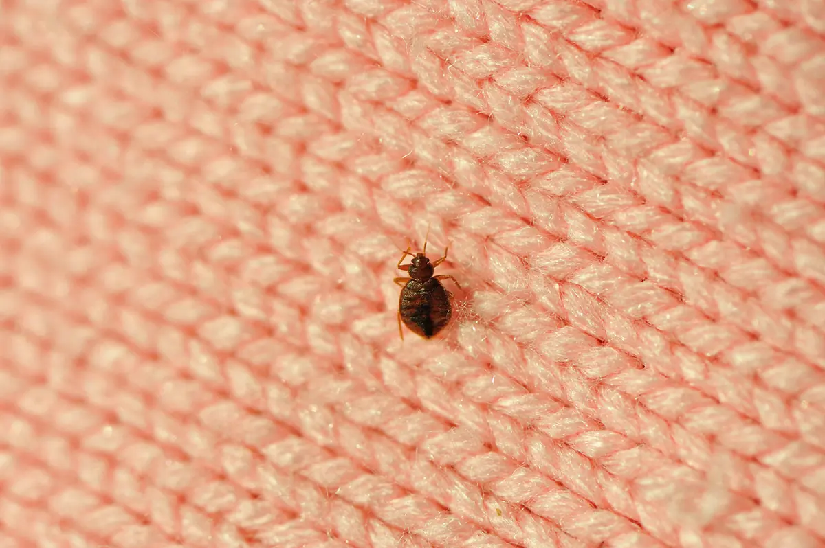 Pest Control AZ: Bed Bugs Travelling Tips