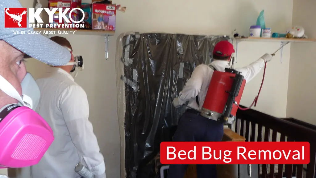 KY-KO bed bug removal treatment in a bedroom