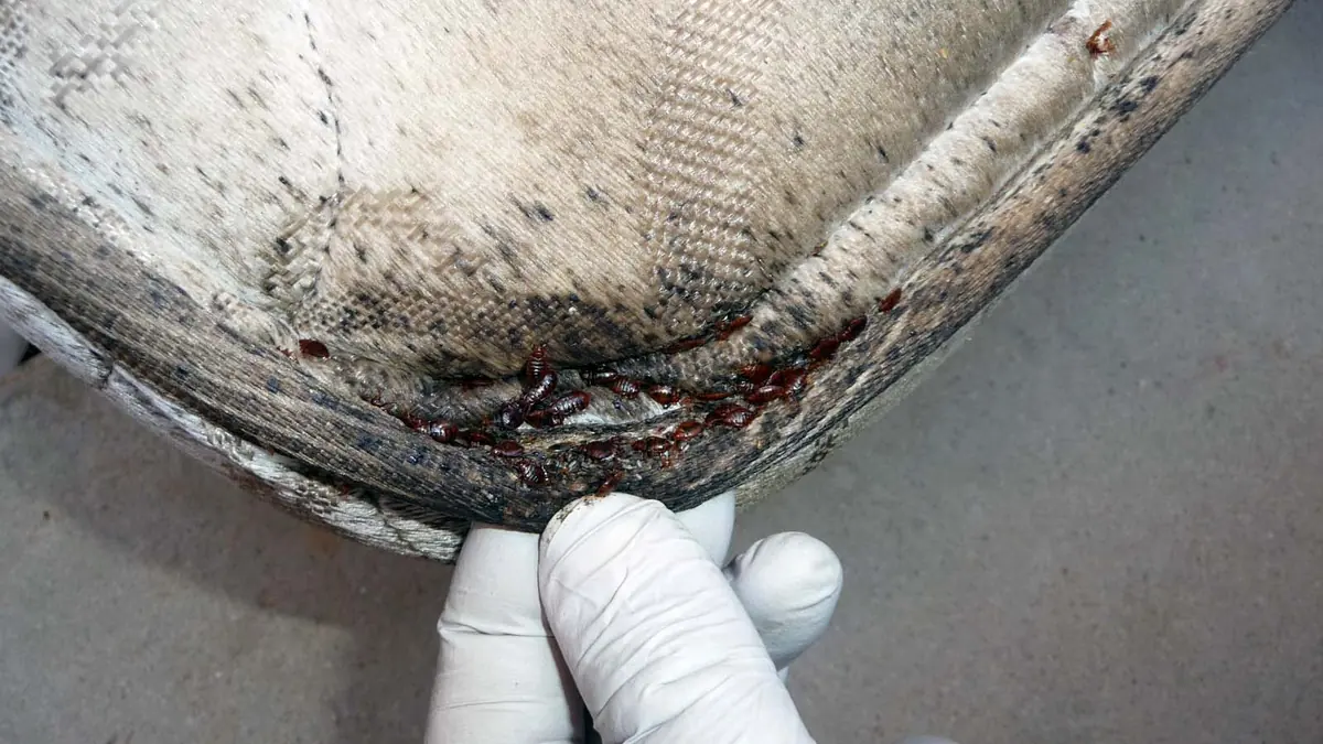 Bed bug stains in a mattress corner
