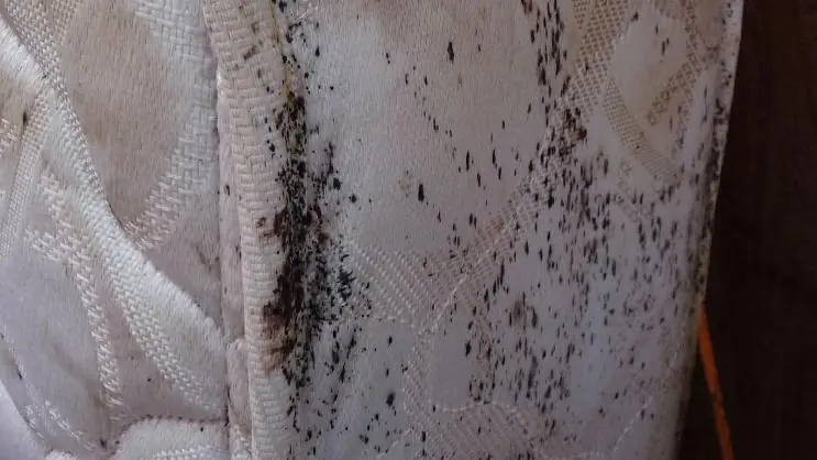 Bed bug stains on a mattress
