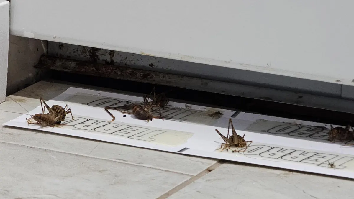 Garage and Outdoor Space Pest Control