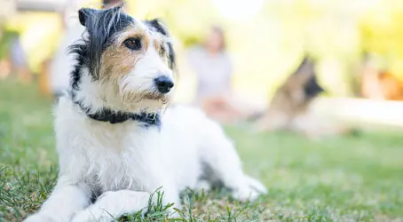 Dog resting in a yard