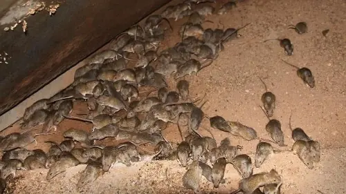 Mice infestation
