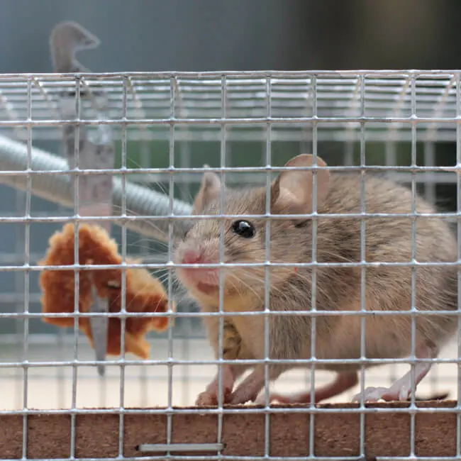 Mouse caught in a live trap