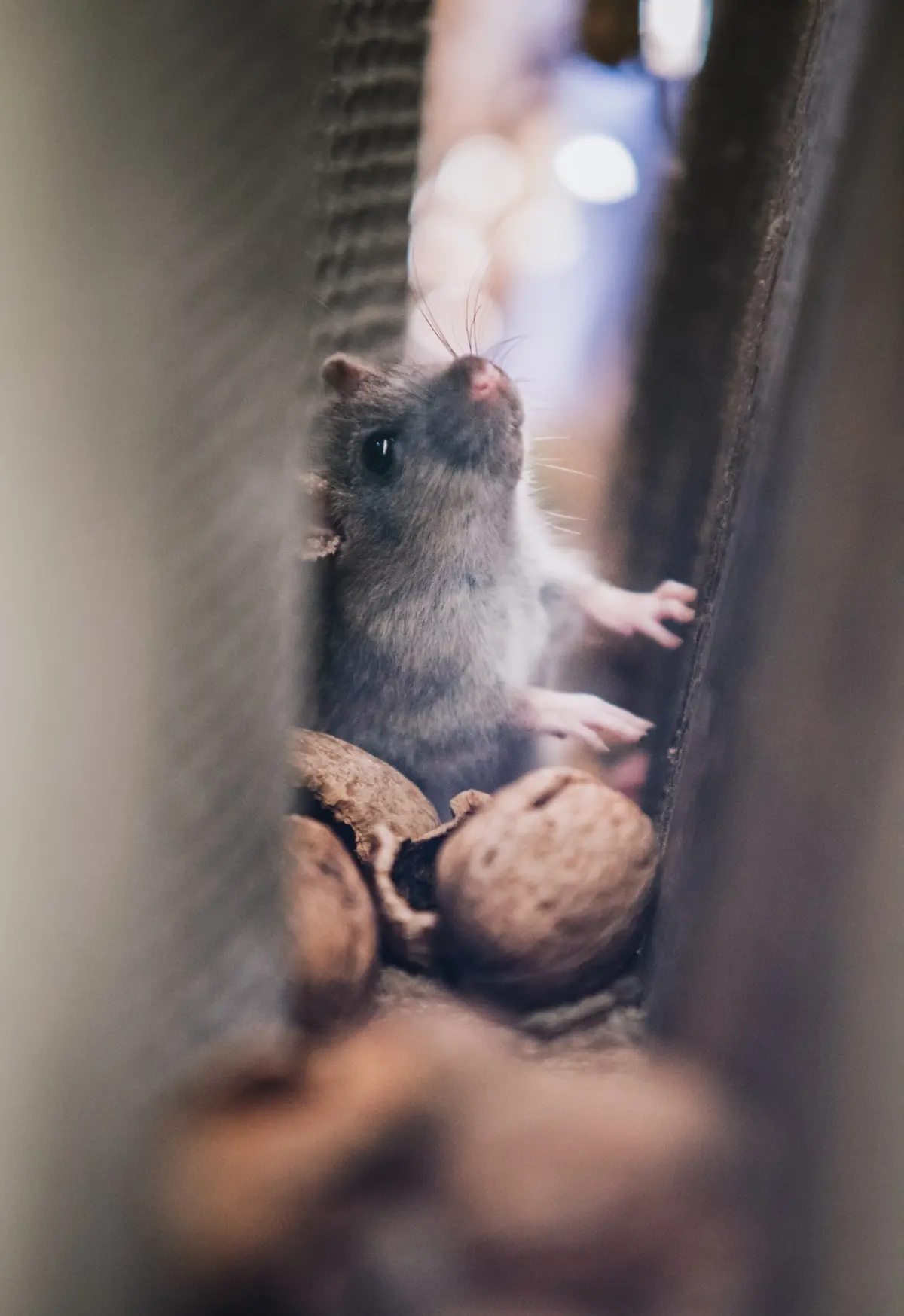 Commercial Pest Control: Protecting Your Business Reputation