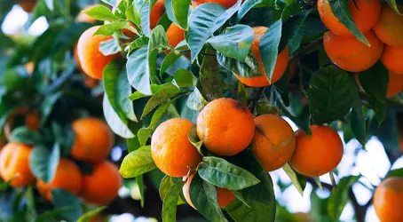 Citrus on an orange tree, a roof rat food source