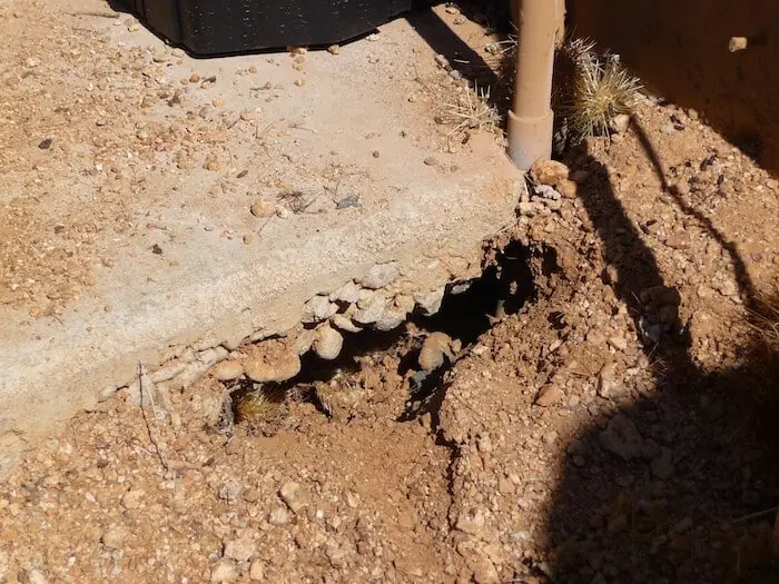 Rodent burrow in a yard