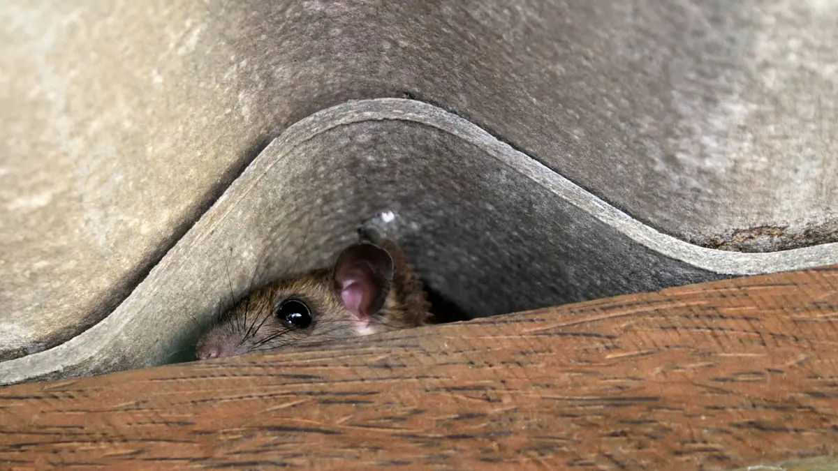 Battling Roof Rats: Prevention and Elimination