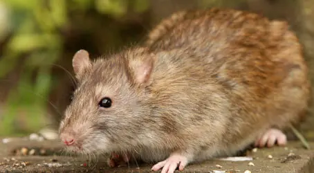 Roof rat