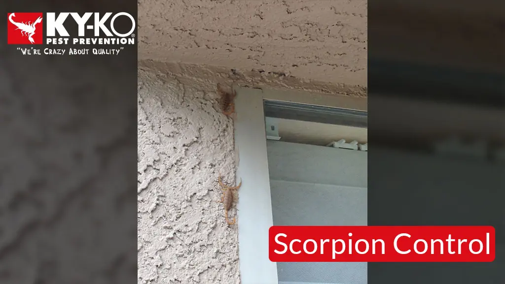 Gaps in stucco where scorpions get in