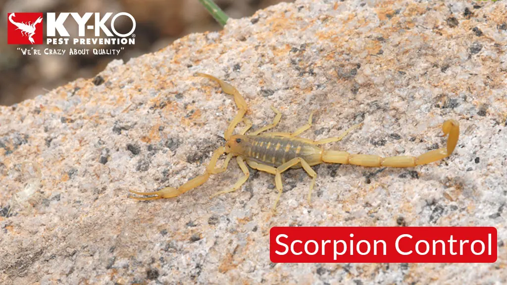 7 Facts Behind Arizona Bark Scorpion Myths