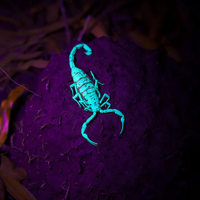 Bark scorpion glowing blue-green under a blacklight