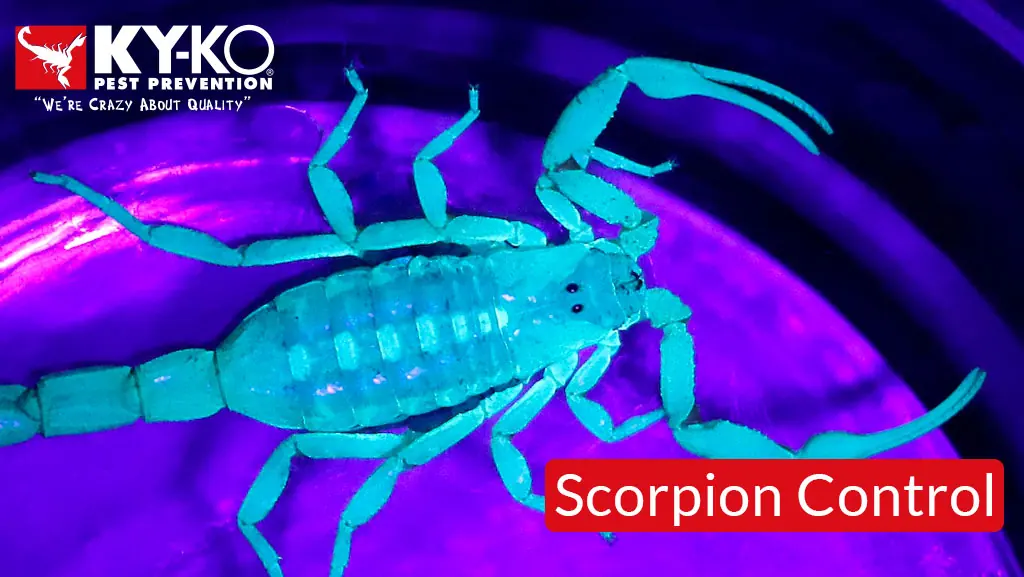 How to Protect Your Home From Scorpions This Summer in Arizona