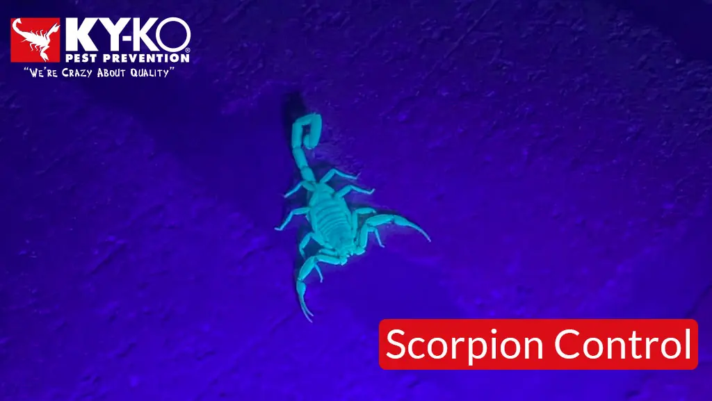 Scorpion glowing under UV light on a wall