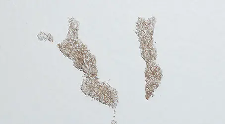 Termite damage in drywall