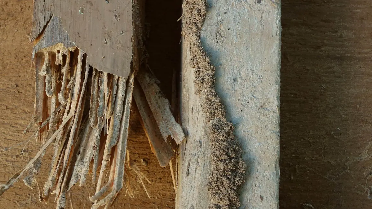 How to Get Rid of Termites from Your Home