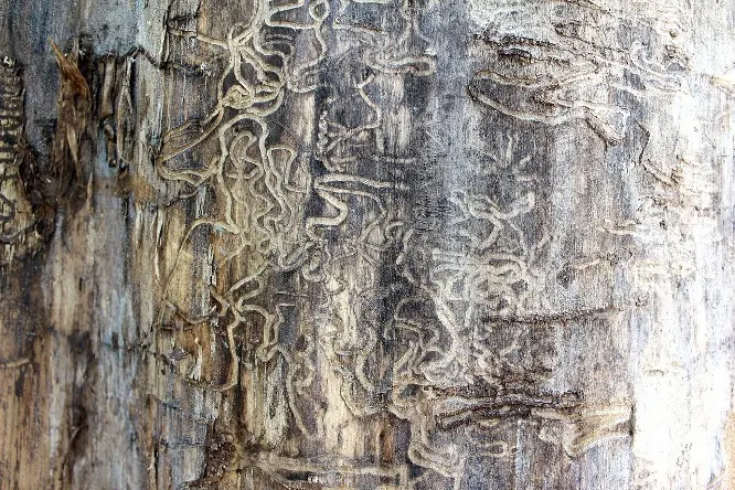 Termite galleries carved into wood