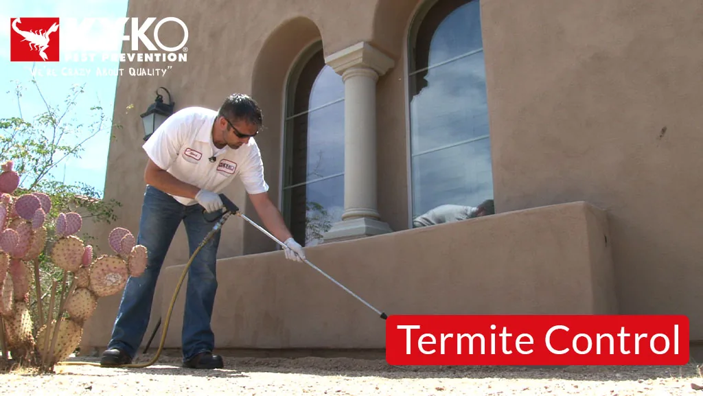 What you need to know about buying a home with a past history of termites