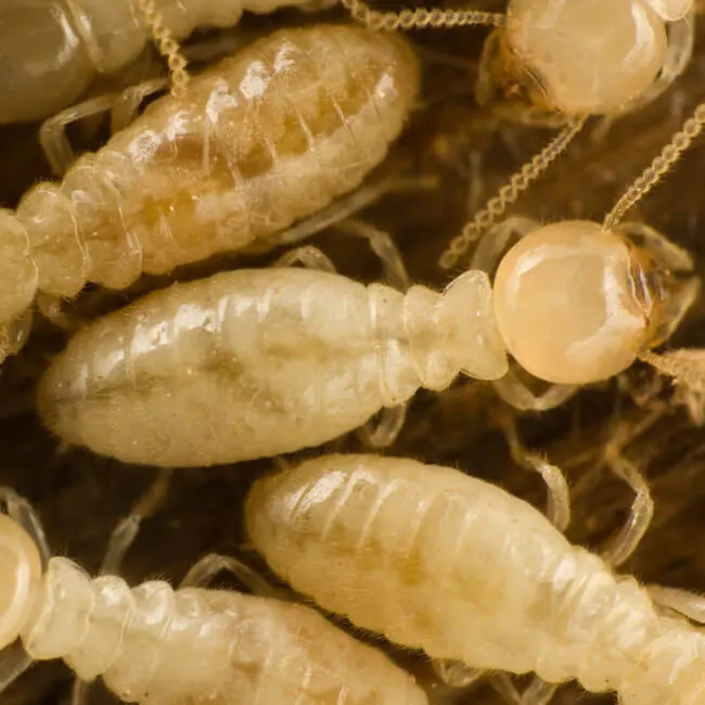 Close-up of termite workers