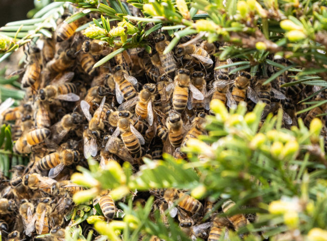 Bees swarm around an active beehive hanging inside of a bush here in Phoenix, Arizona.