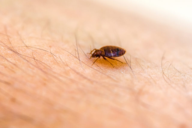 A single bed bug crawls across someone's skin.