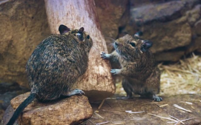 Two rats inspect a log near a home.