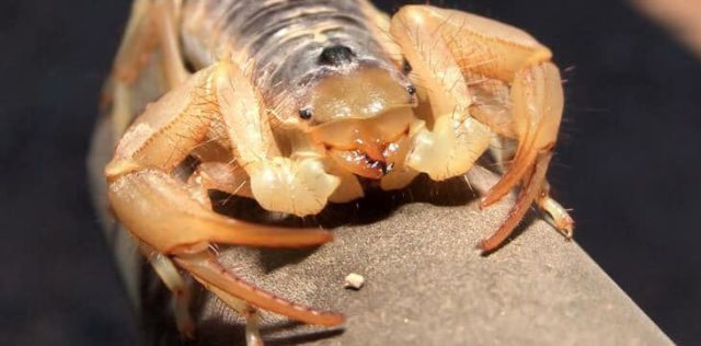 We're known throughout the Valley for our thorough and effective scorpion control and prevention services.