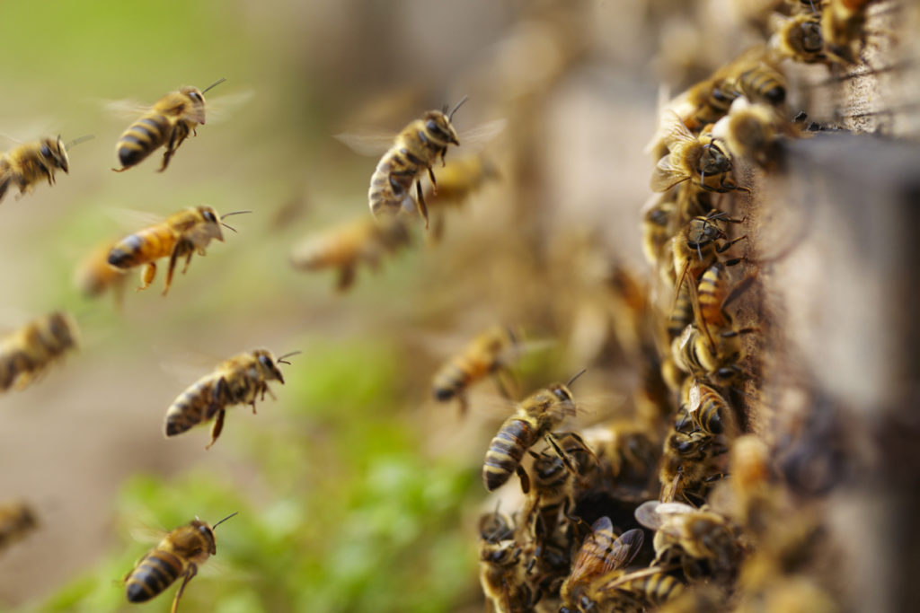 This group of honeybees swarms up against the wood exterior of a shed here in Phoenix, Arizona.