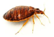 5 Things You Didn’t Know About Bed Bugs
