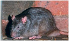 Common Diseases Spread by Rats and Mice that You Need to be Aware Of