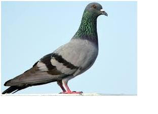Keeping Pigeons Away