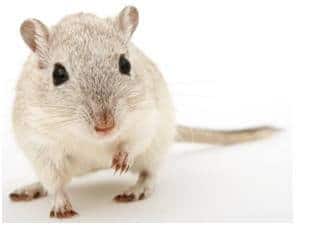 Keeping Rodents Away