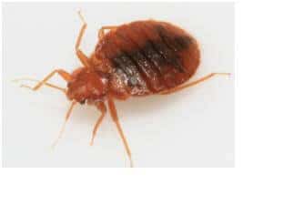 Pest Control AZ A Guide to Bedbugs