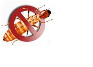 Termite FAQ