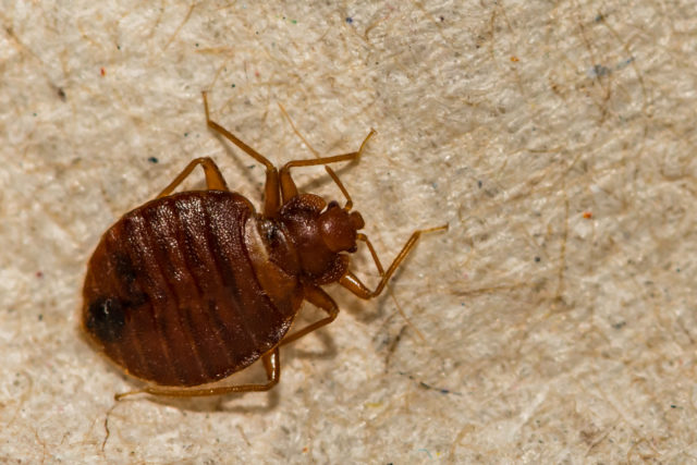 A close-up shot of a bed bug on a textured surface.