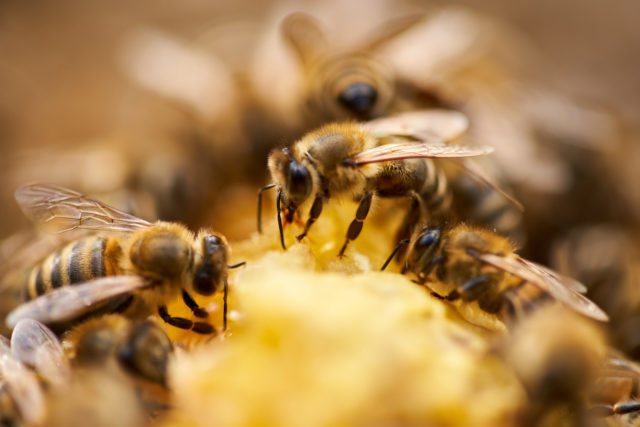 A swarm of honeybees feeds on the honeycomb inside their beehive.