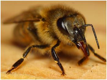 Factors to Consider When Hiring a Bee Removal Company