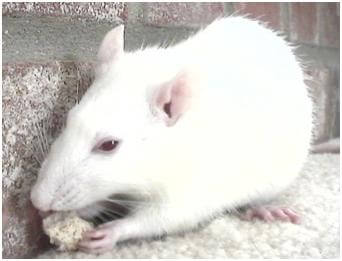 Removing Rats from Your Attic