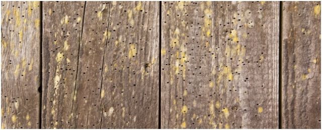 5 Reasons Why Termites Invade Your Household in AZ