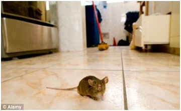 Our top safety tips for treating household pests