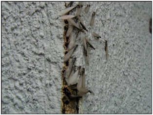 Signs of Termite Invasion