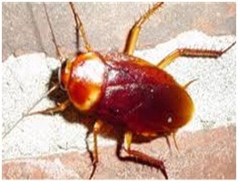 Why Hire Expert Pest Exterminators