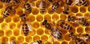 Arizona Bees