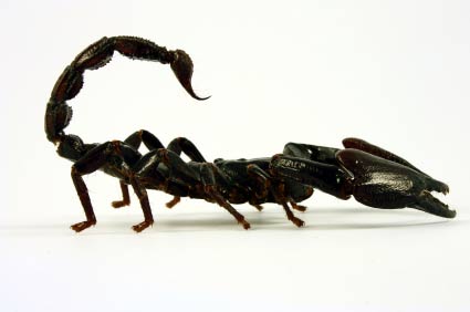 We're known for our effective, long-lasting scorpion treatment plans here in Phoenix, Arizona.