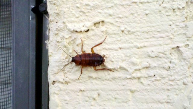 This cockroach sits on the stucco of this Valley home.
